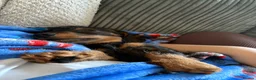 Miniature Dachshund dogs for sale: Miniature Lh dachshund for sale - Advert 3