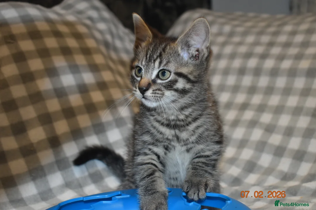 Mixed Breed cats for sale: 3 kittens for sale  - Advert 11