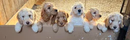 Cockapoo dogs for sale: Stunning Standard Cockapoos  - Advert 3