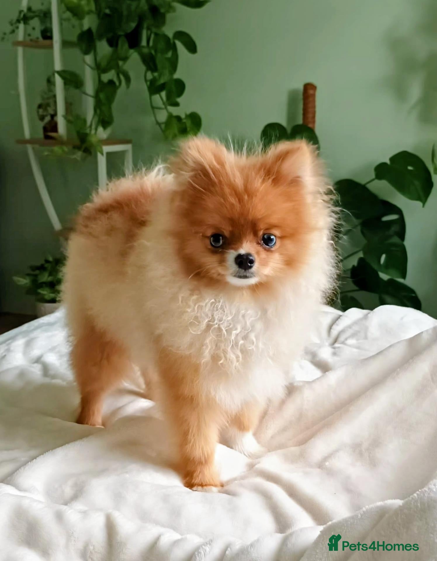 Pomeranian dogs for sale: Beautiful 7 months old male Pomeranian - Advert 3