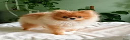 Pomeranian dogs for sale: Beautiful 7 months old male Pomeranian in Wigan - Advert 1