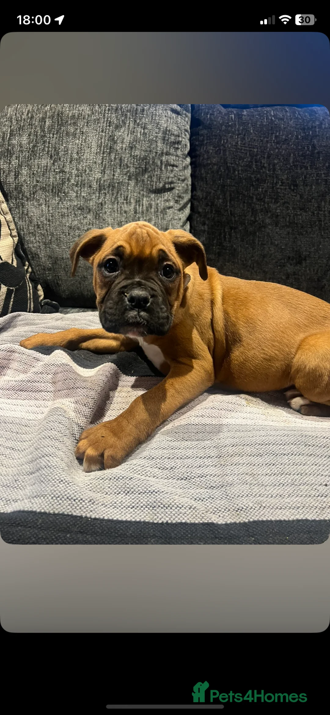 Boxer dogs for sale: Boxer puppies for sale  - Advert 2