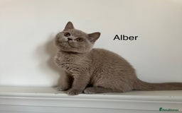 British Shorthair cats for sale: Ready🏡British Shorthair Chuky Kittens - Image 23