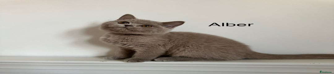 British Shorthair Kitten 5