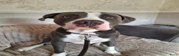 Staffordshire Bull Terrier dogs for stud: Staffordshire bull terrier  in Pontefract - Advert 2