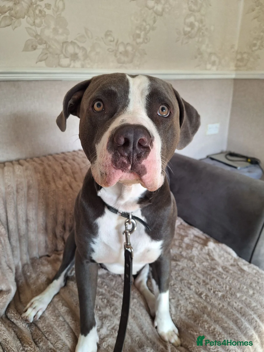 Staffordshire Bull Terrier dogs for stud: Staffordshire bull terrier  in Pontefract - Advert 2