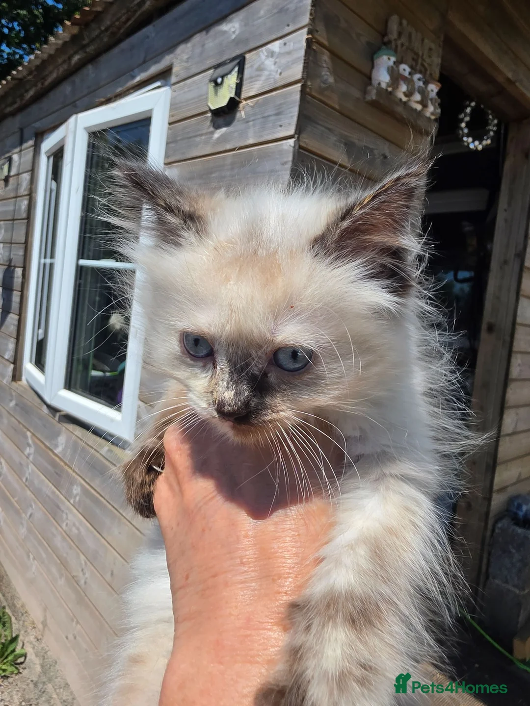 Ragdoll cats for sale: Ragdoll kittens  - Advert 2