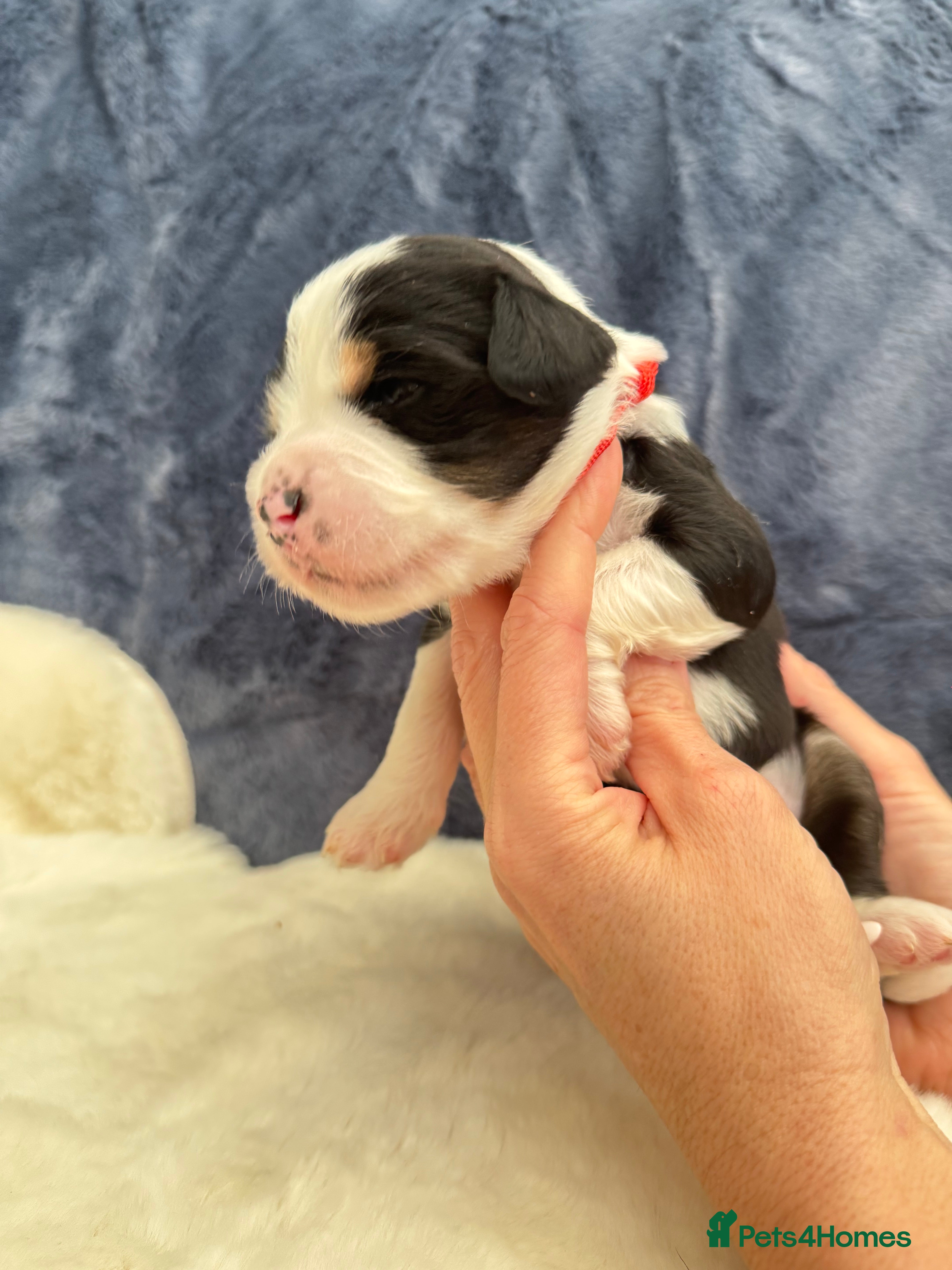 Bernedoodle dogs Gorgeous Bernedoodle puppies 🖤 - Advert 1