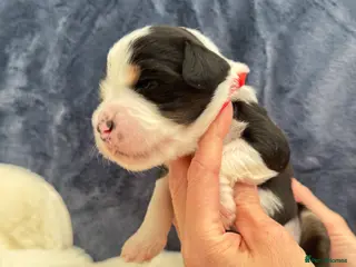Bernedoodle dogs Gorgeous Bernedoodle puppies 🖤 - Advert 3