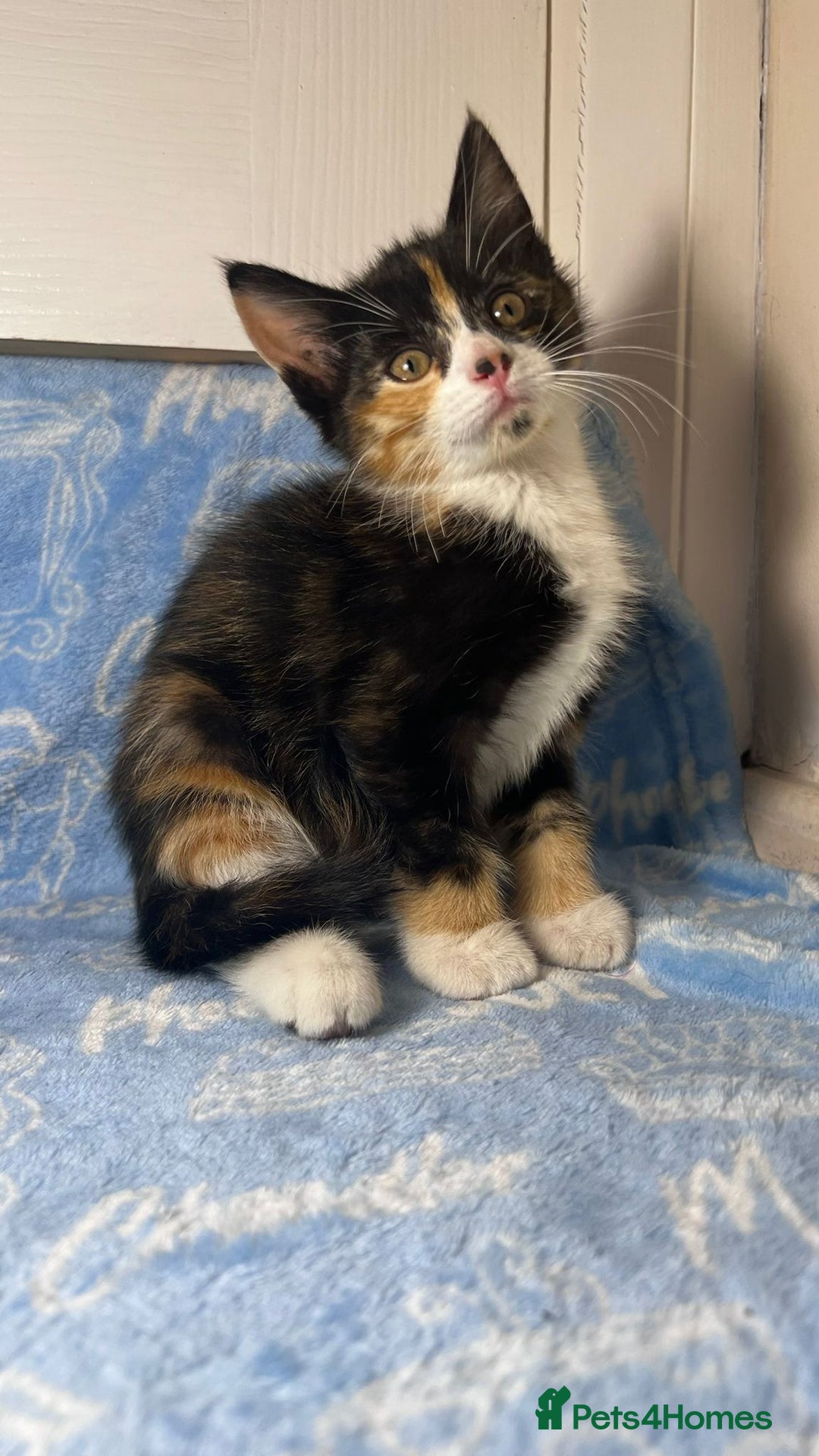 Mixed Breed cats for sale: 3 Lovely Kittens - Image 21