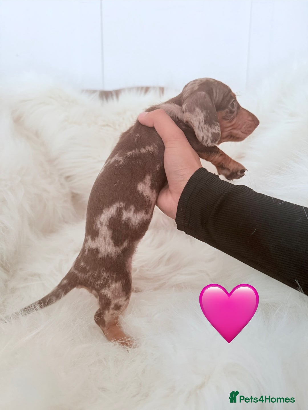 Miniature Dachshund dogs for sale: Stunning litter of Dapples 5 ⭐ Licensed Breeder - Image 5
