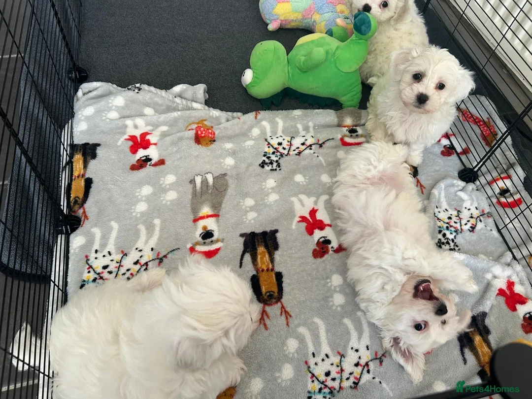 Bichon Frise dogs for sale: Bichon frise - Advert 6