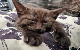 British Shorthair cats for sale: British Short-hair X melanistic bengal kitten - Image 3
