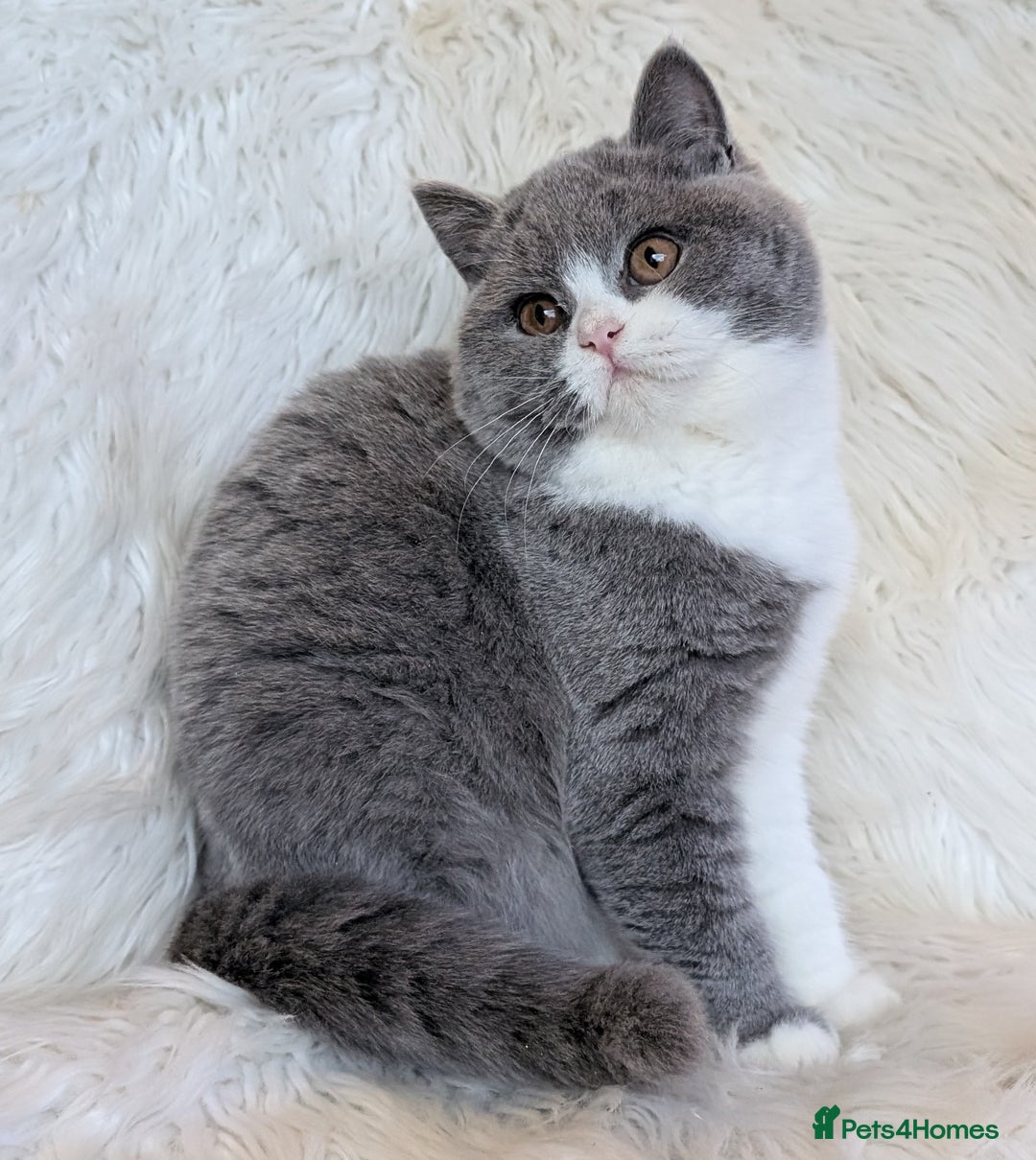 British Shorthair cats for sale: Amazing loving British shorthair kittens  - Advert 21