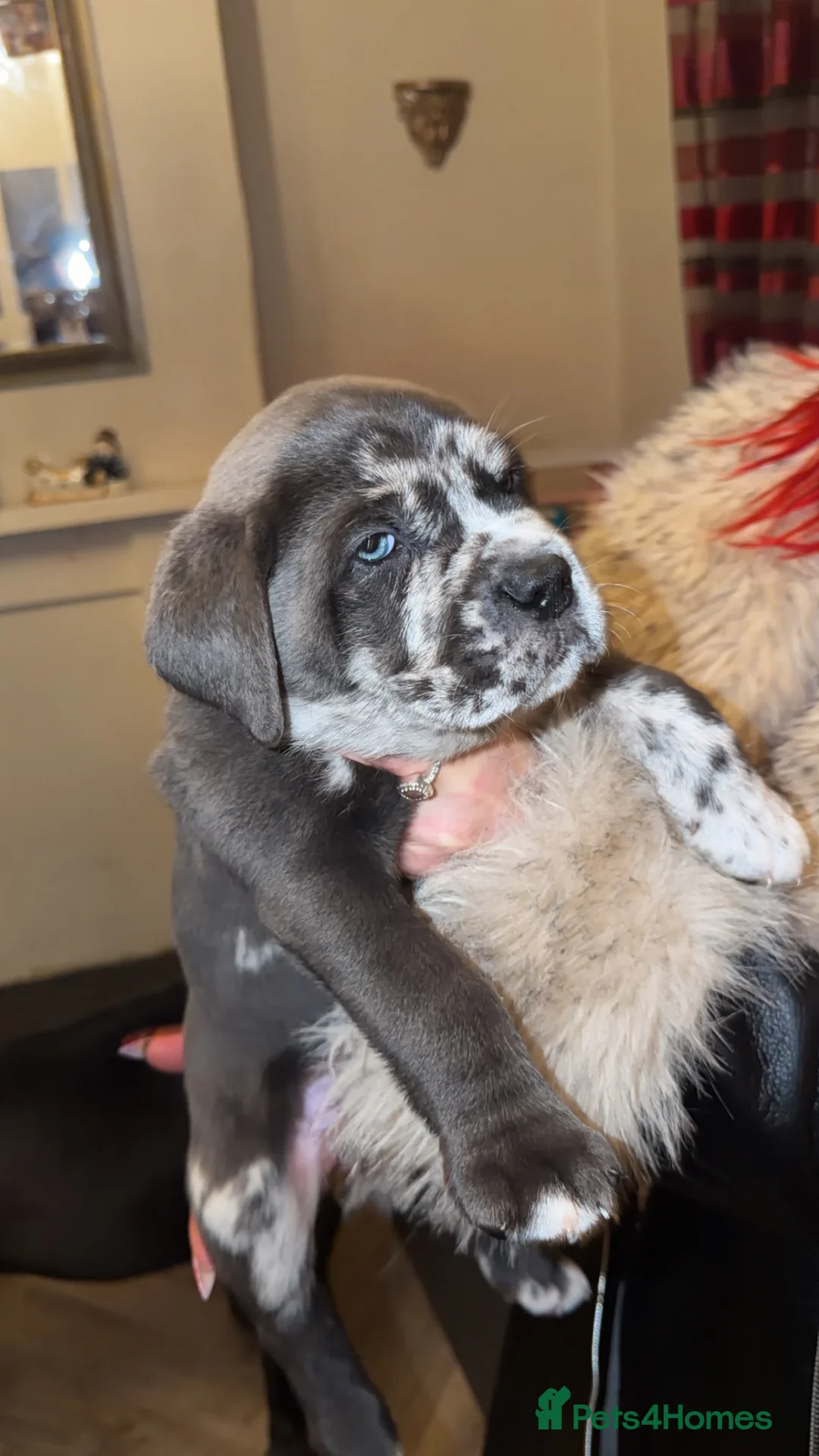 Cane Corso dogs for sale: Champion Bloodline Cane Corso Pups - Advert 4