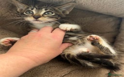 Mixed Breed cats for sale: Super friendly kittens ready now  - Image 10