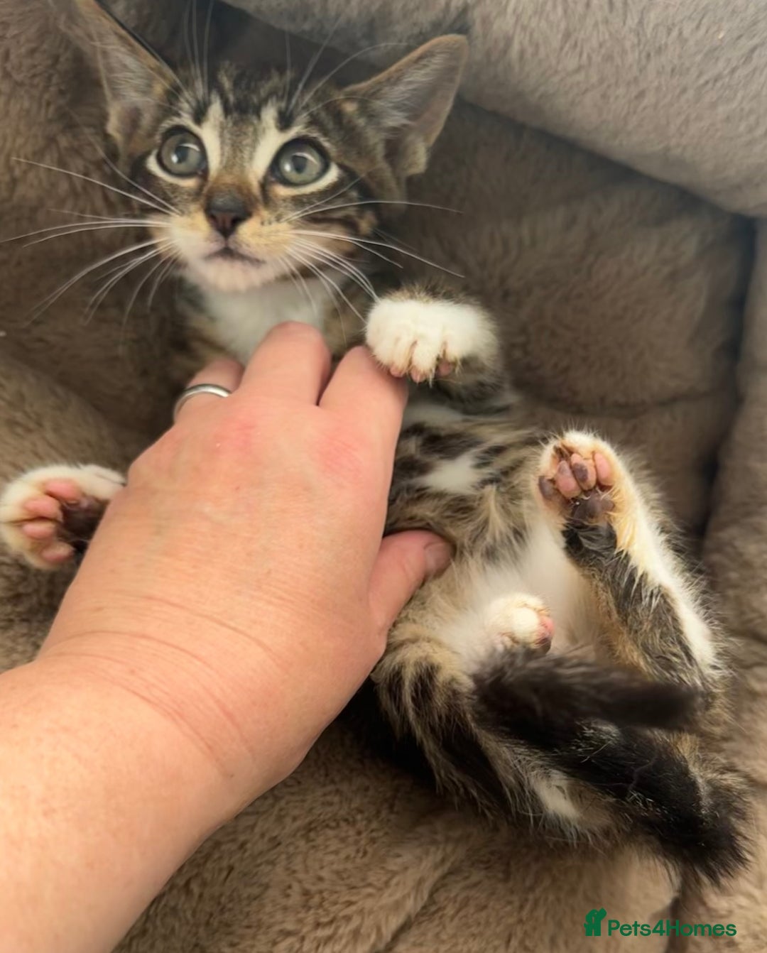 Mixed Breed cats for sale: Super friendly kittens ready now  - Image 10