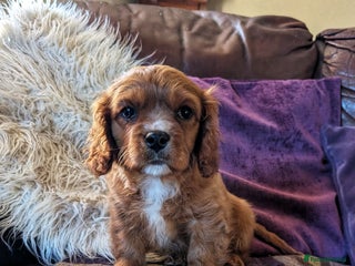 Cavachon dogs 1 Stunning Deep Red F1b Cavachon Boy💙 - Advert 3