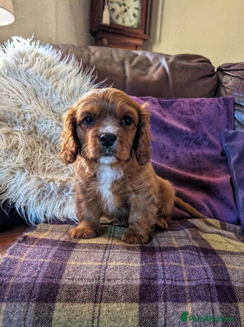 Cavachon dogs 1 Stunning Deep Red F1b Cavachon Boy💙 - Advert 4