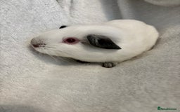 Guinea Pig rodents for sale: Male Californian guinea pig - Image 1