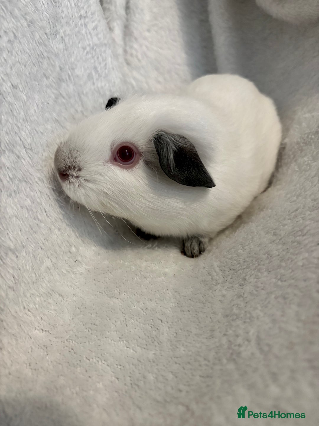 Guinea Pig rodents for sale: Male Californian guinea pig - Image 1