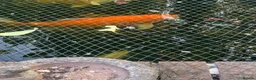 Koi Carp fish for sale: Koi Carp – Full Pond Clearance in Nottingham - Advert 6