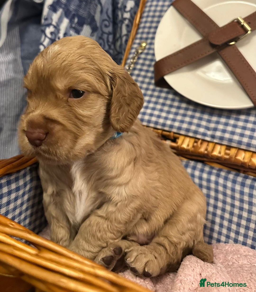 Cocker Spaniel dogs for sale: Pedigree Cocker Spaniels SOLD - Advert 12