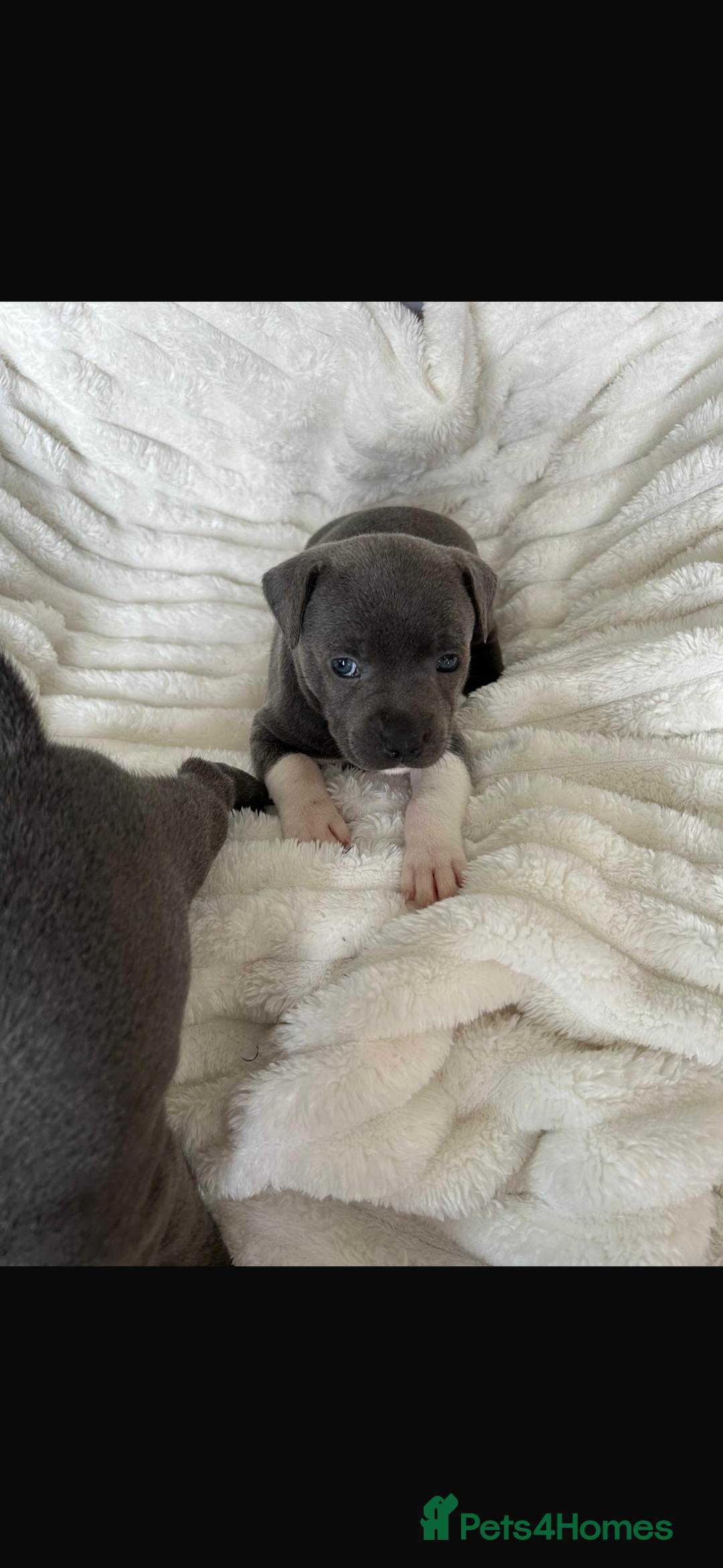 Staffordshire Bull Terrier dogs for stud: (ROCKY) rezevoire prince amond  - Image 14