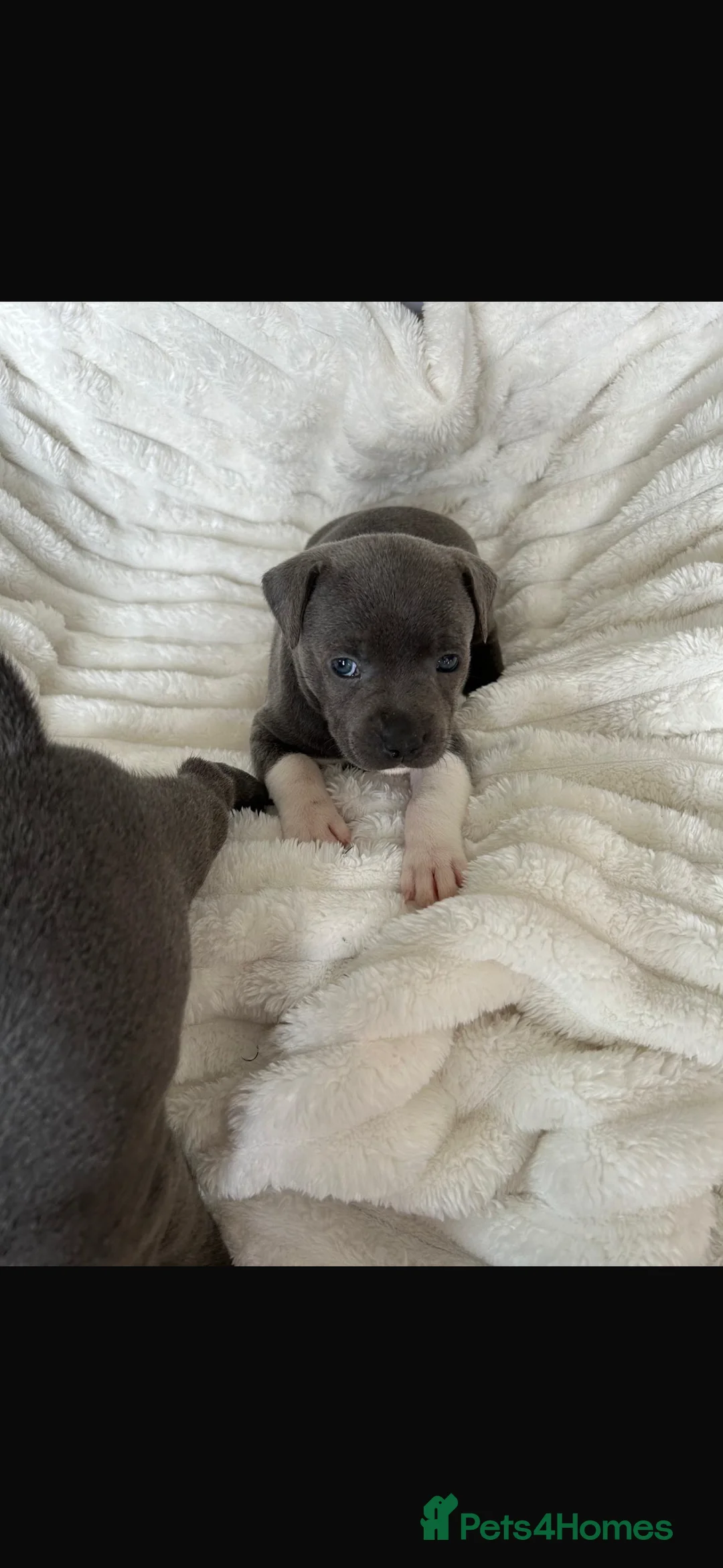 Staffordshire Bull Terrier dogs for stud: (ROCKY) rezevoire prince amond  - Advert 14