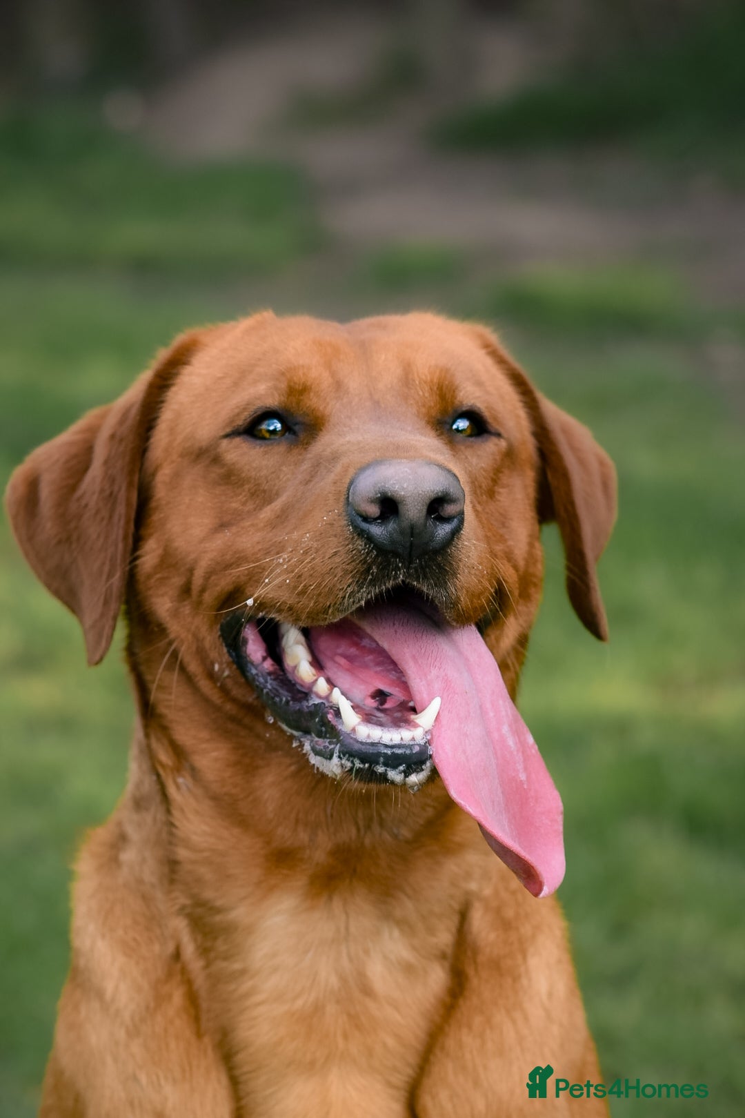 Labrador Retriever dogs for stud: Fox Red Labrador Stud Dog Available for studding - Advert 2