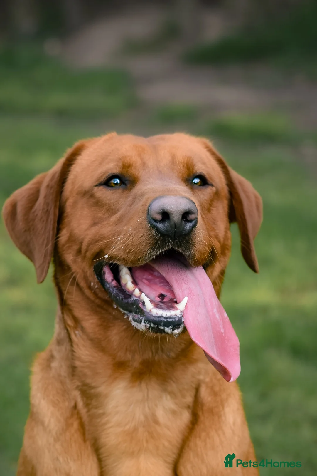 Labrador Retriever dogs for stud: Fox Red Labrador Stud Dog Available for studding - Advert 1