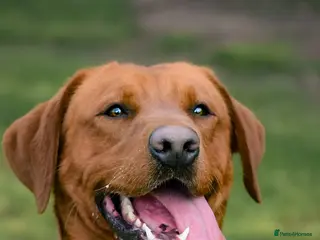 Labrador Retriever dogs for stud: Fox Red Labrador Stud Dog Available for studding - Advert 2