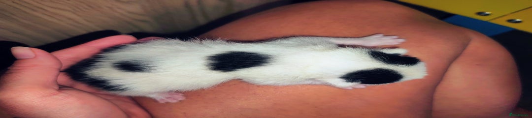Mixed Breed Kitten 4