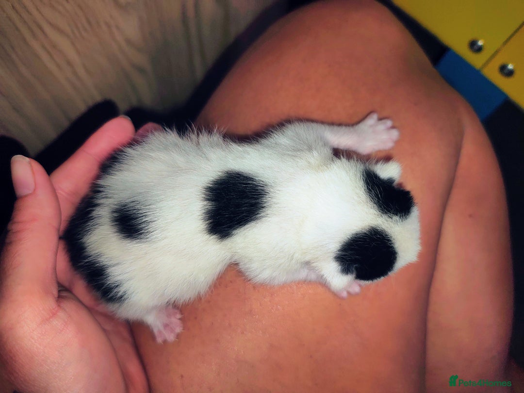 Mixed Breed cats for sale: Kittens - Image 11
