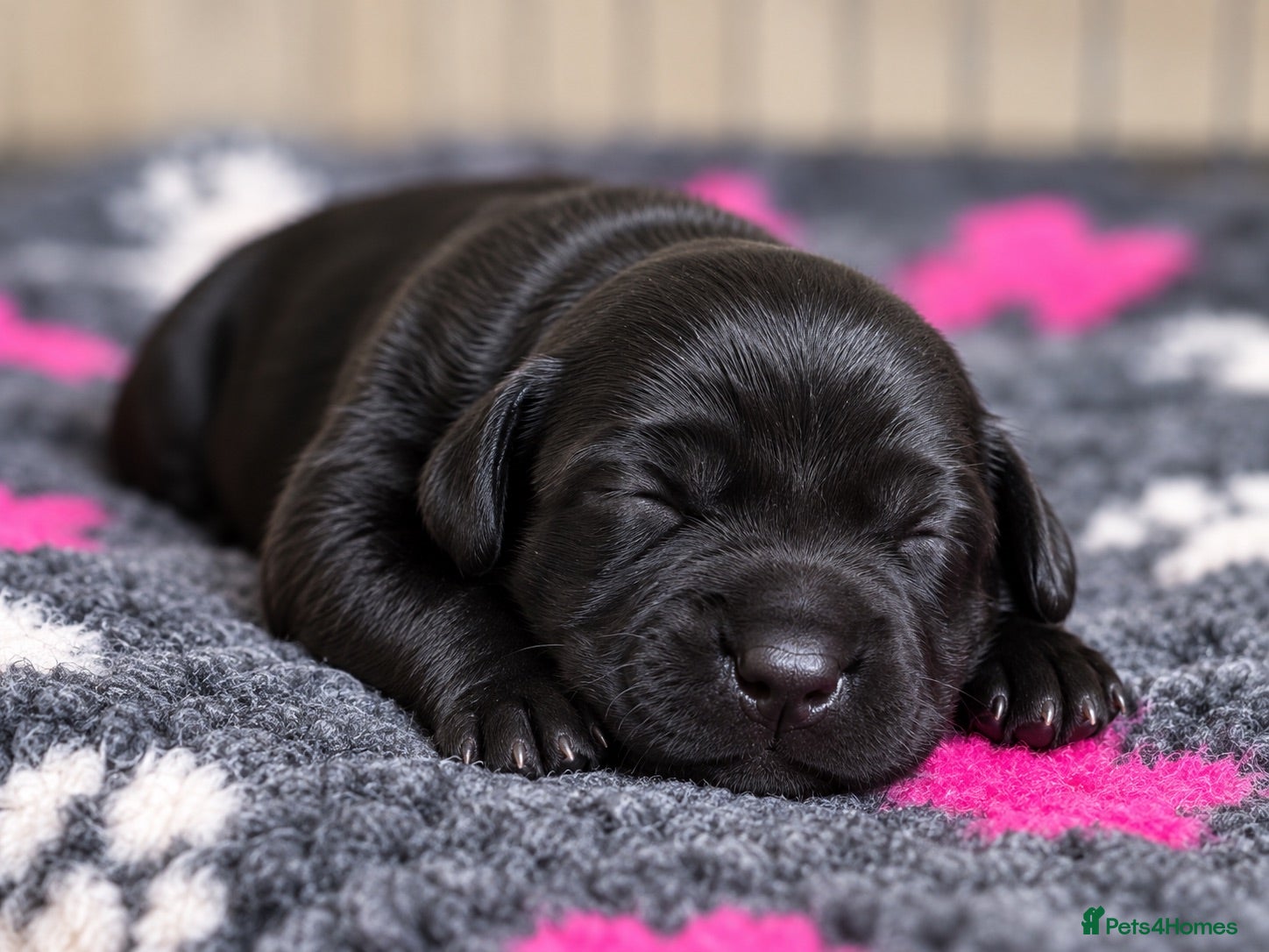 Labrador Retriever dogs KC Registered Labrador Puppies -Drakeshead Lines  - Advert 2