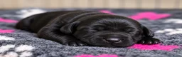 Labrador Retriever dogs for sale: KC Registered Labrador Puppies -Drakeshead Lines  in Llandeilo - Advert 2