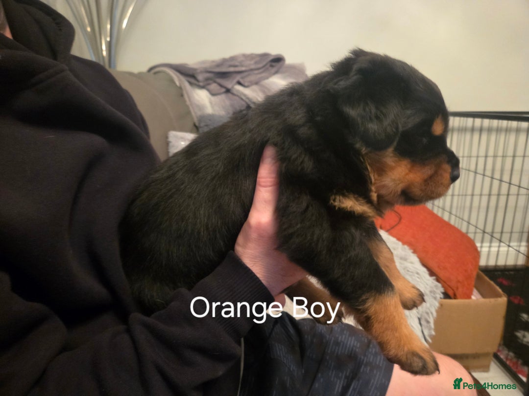 Rottweiler dogs for sale: ***Ready Now*** KC Registered Rottweiler Puppies - Advert 30