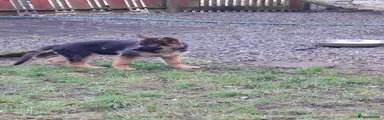 German Shepherd Puppy 3