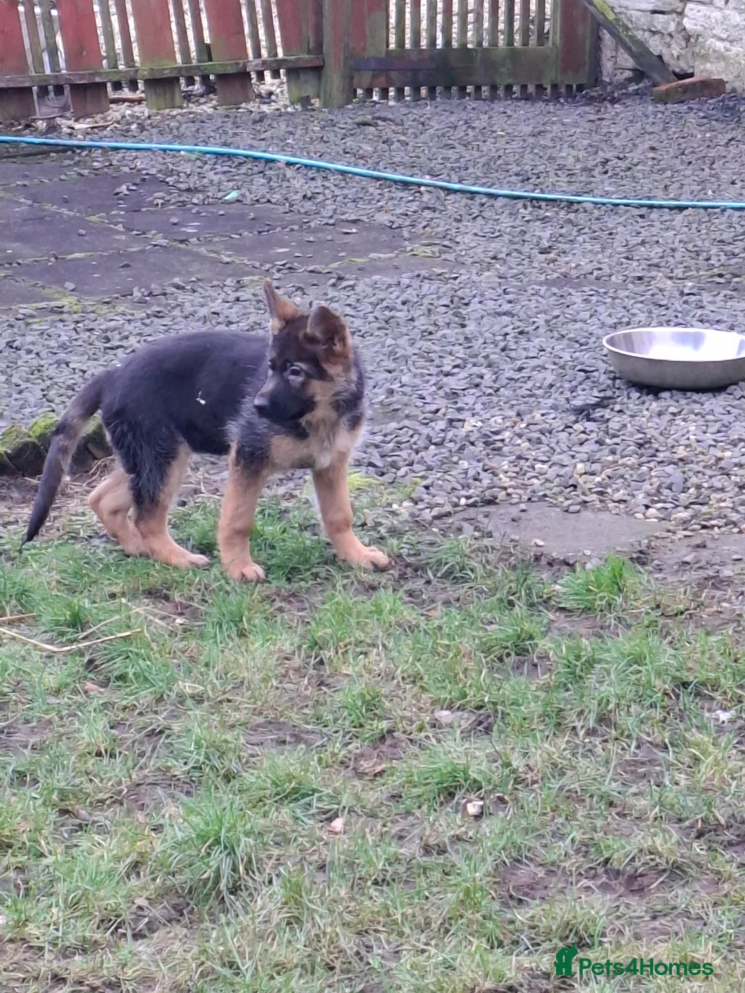 German Shepherd dogs for sale: German Shepherd Pups - Advert 2