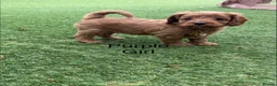 Cavapoo dogs for sale: Backcrossed/ F1b cavapoo - Advert 15