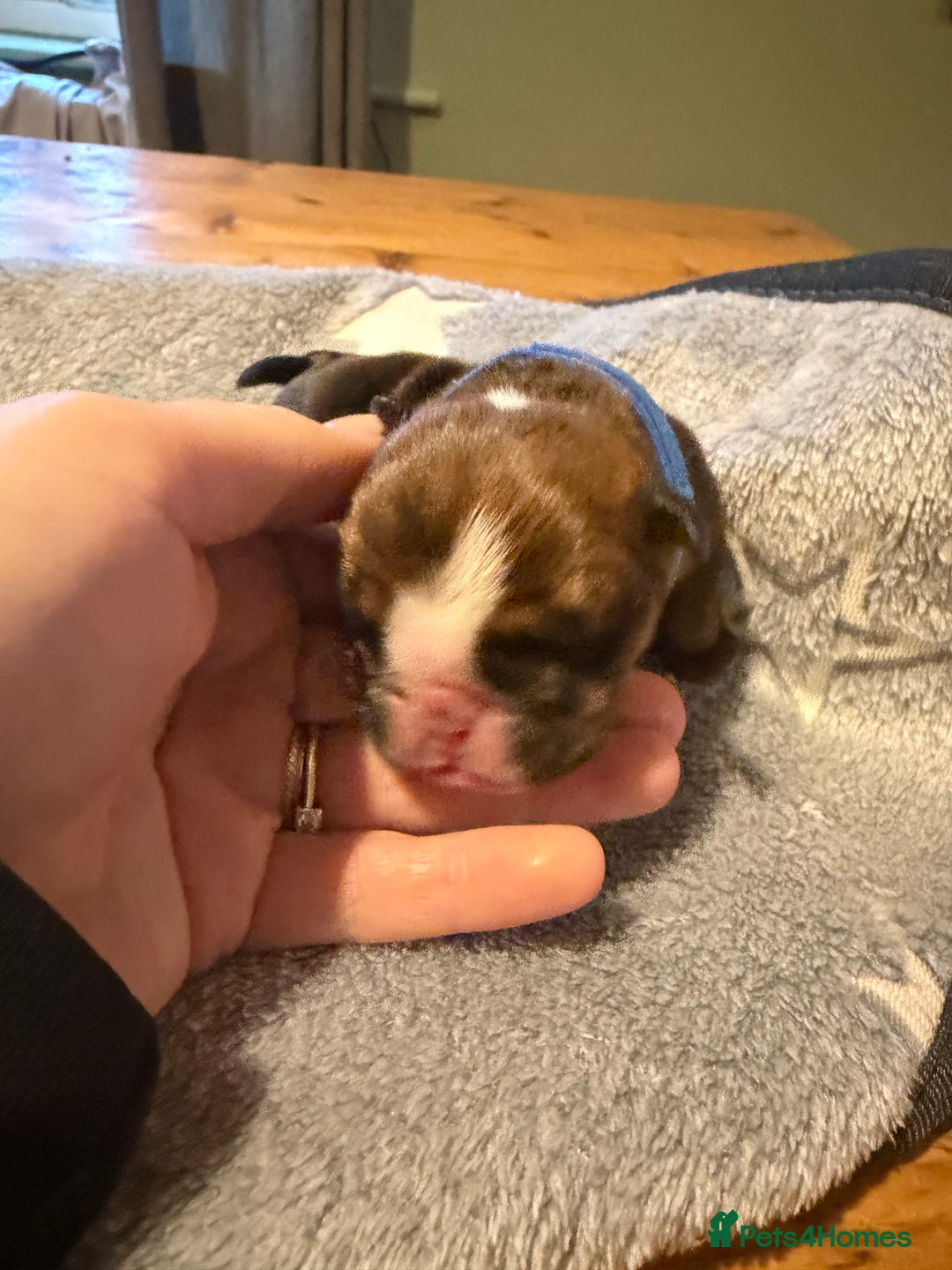 English Bulldog dogs for sale: 🌸❤️ TOP BLOOD LINE ENGLISH BULLDOGS RED AND WHITE - Advert 20