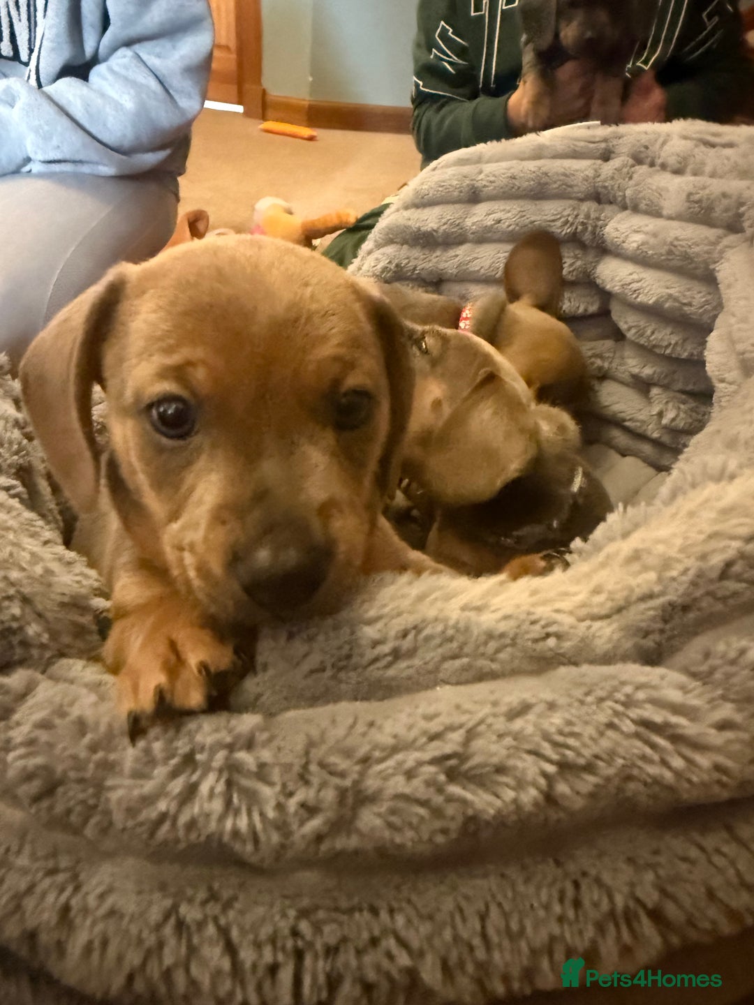 Mixed Breed dogs for sale: Adorable Baby Dachshund Puppies 💕🐾 in Cowdenbeath - Image 23