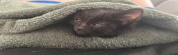 Mixed Breed cats for sale: Mixed breed shorthair kittens  - Advert 4