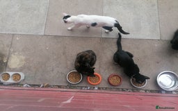 British Shorthair cats for sale: Kittens  - Image 6