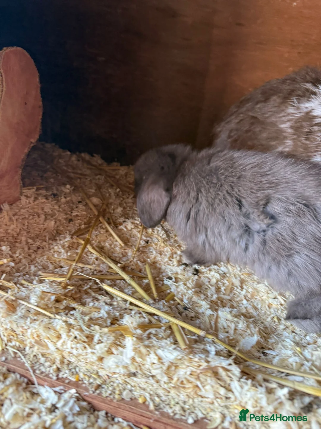 Mini Lop rabbits for sale: One beautiful baby rabbit for sale  - Advert 3