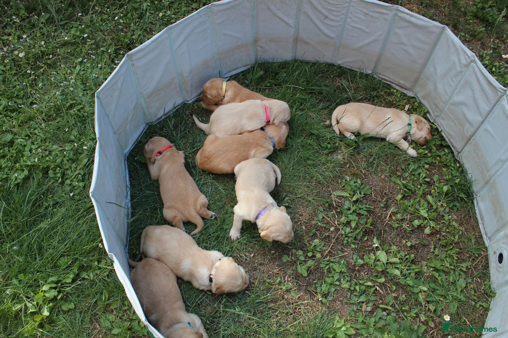 Golden Retriever dogs Litter of Golden Retriver puppies - Advert 1