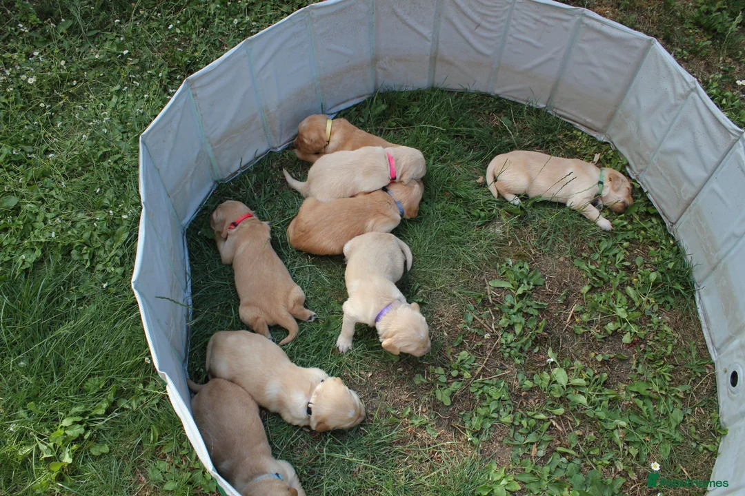 Golden Retriever dogs for sale: Litter of Golden Retriver puppies in Peterborough - Advert 1