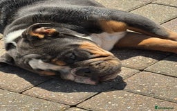 English Bulldog dogs for sale: Blue tri English bulldog import  - Image 2