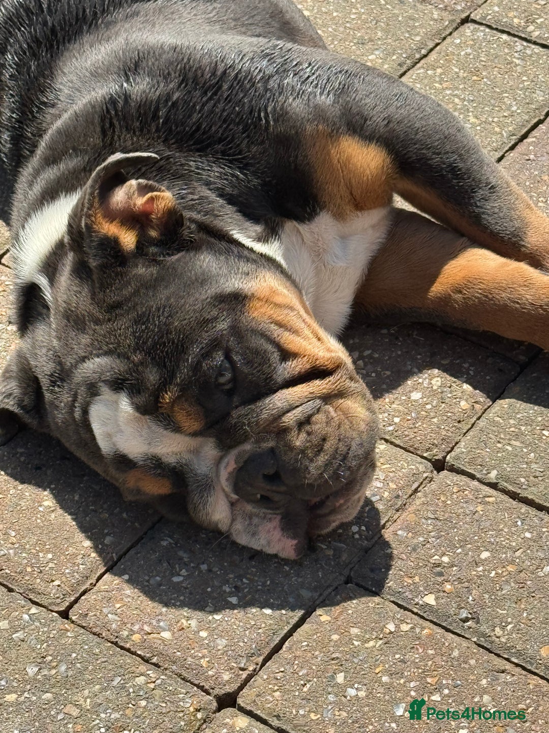 English Bulldog dogs for sale: Blue tri English bulldog import  - Image 2