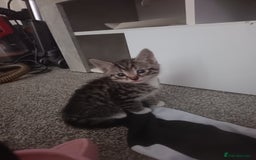 Mixed Breed cats for sale: 1 boy 3 girls  - Image 3